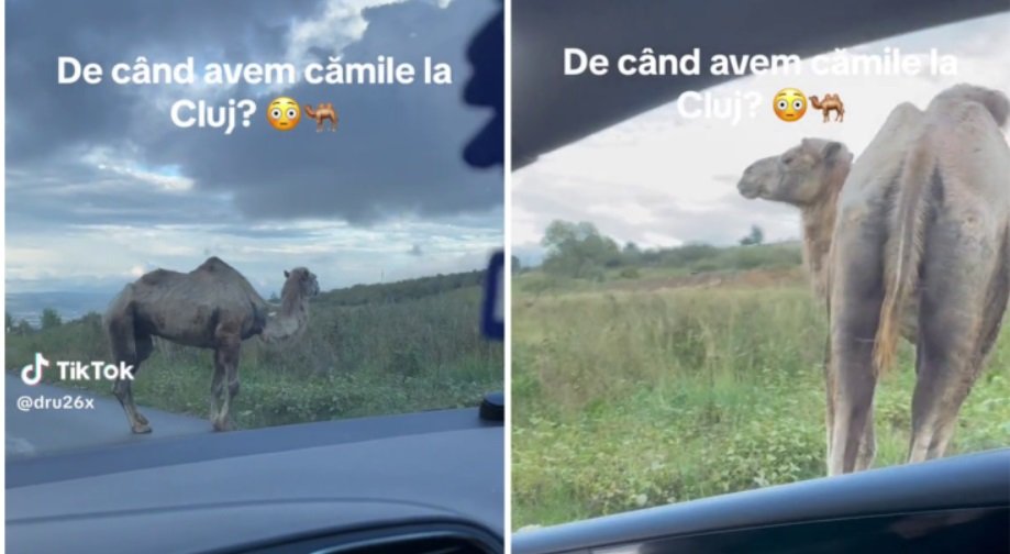VIDEO VIRAL. O cămilă se plimbă agale pe un drum din Cluj: ”E normal să fie și cămile, dacă prețurile sunt ca în Dubai!”